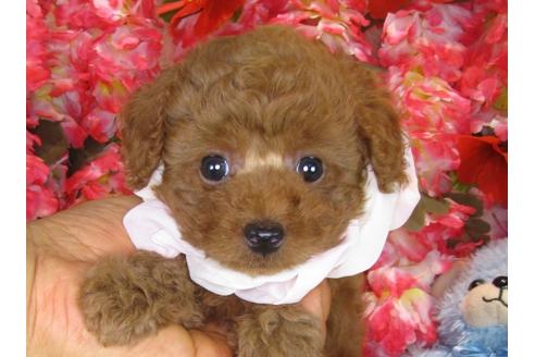 成約済の茨城県のトイプードル-33513の3枚目