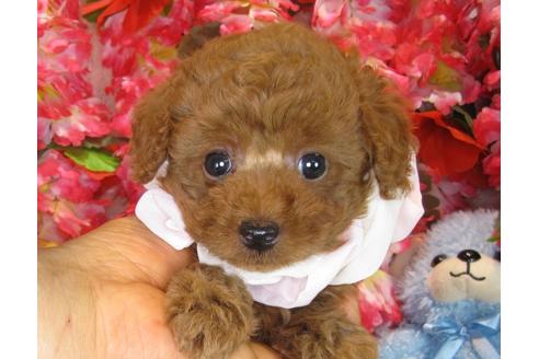 成約済の茨城県のトイプードル-33513の4枚目