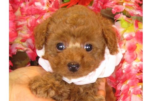 成約済の茨城県のトイプードル-33513の5枚目