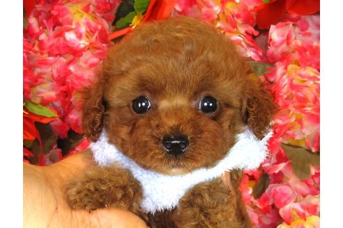 成約済の茨城県のトイプードル-33514の5枚目