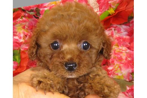 成約済の茨城県のトイプードル-33514の1枚目