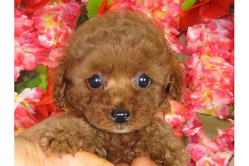 成約済の茨城県のトイプードル-33514の2枚目