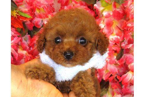 成約済の茨城県のトイプードル-33514の3枚目