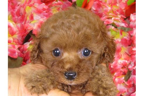 成約済の茨城県のトイプードル-33514の4枚目