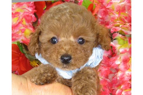 成約済の茨城県のトイプードル-33515の1枚目