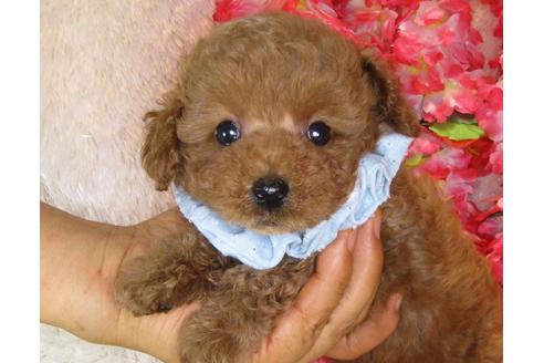 成約済の茨城県のトイプードル-33515の4枚目