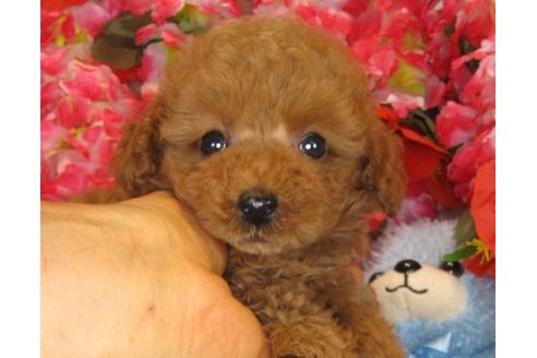 成約済の茨城県のトイプードル-33515の5枚目