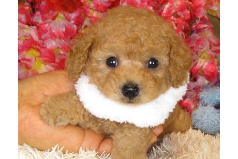 成約済の茨城県のトイプードル-33516の1枚目