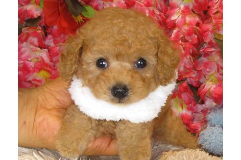 成約済の茨城県のトイプードル-33516の2枚目