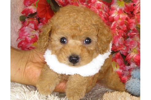 成約済の茨城県のトイプードル-33516の3枚目