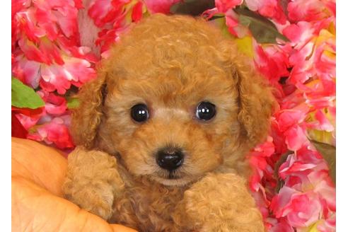 成約済の茨城県のトイプードル-33516の4枚目