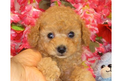 成約済の茨城県のトイプードル-33516の5枚目