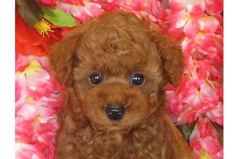 成約済の茨城県のトイプードル-33517の1枚目