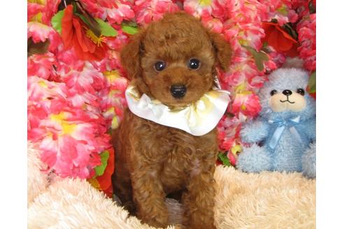 成約済の茨城県のトイプードル-33517の3枚目