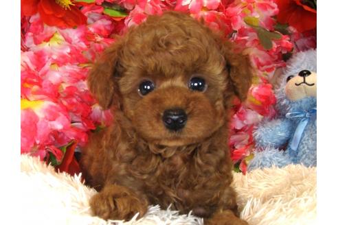 成約済の茨城県のトイプードル-33517の5枚目