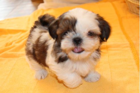 成約済の愛知県のシーズー-31671の5枚目