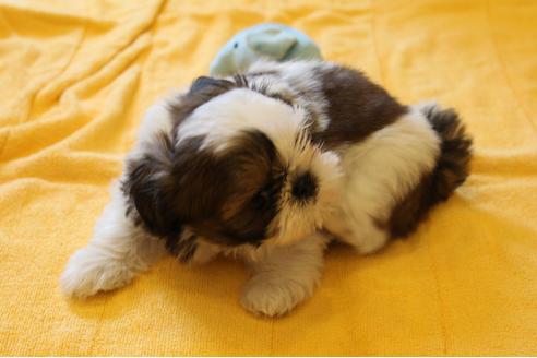 成約済の愛知県のシーズー-31671の4枚目