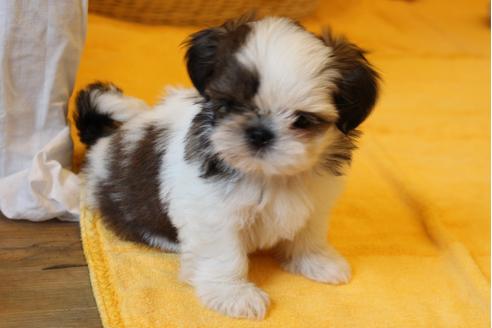 成約済の愛知県のシーズー-31671の3枚目