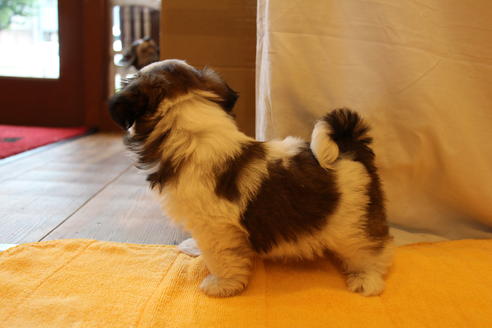 成約済の愛知県のシーズー-31671の2枚目