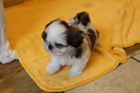 成約済の愛知県のシーズー-31671の1枚目