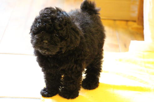 成約済の愛知県のトイプードル-31473の3枚目