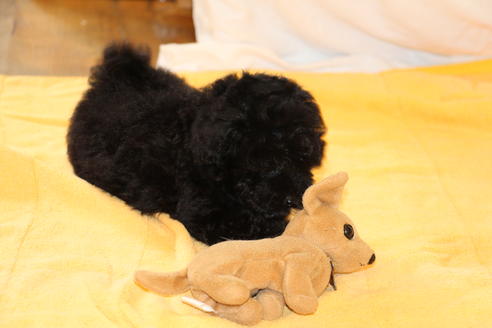 成約済の愛知県のトイプードル-31473の1枚目