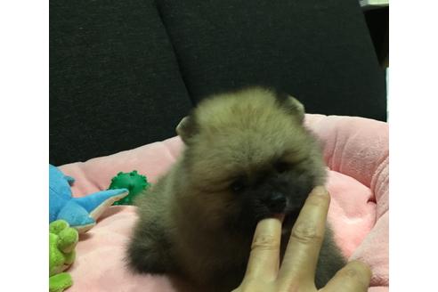 成約済の福岡県のポメラニアン-33039の4枚目