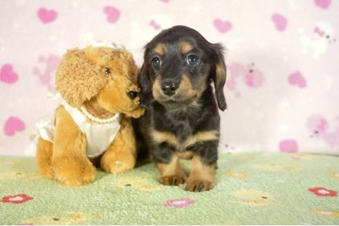 成約済の兵庫県のミニチュアダックスフンド-33582の2枚目