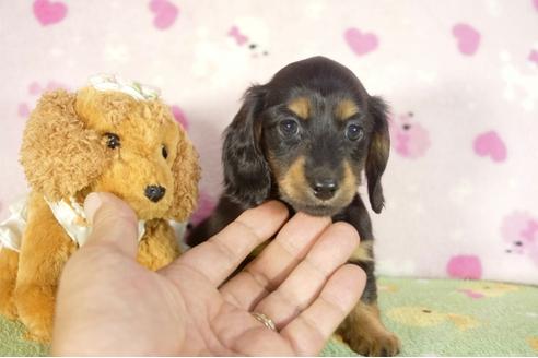 成約済の兵庫県のミニチュアダックスフンド-33582の3枚目