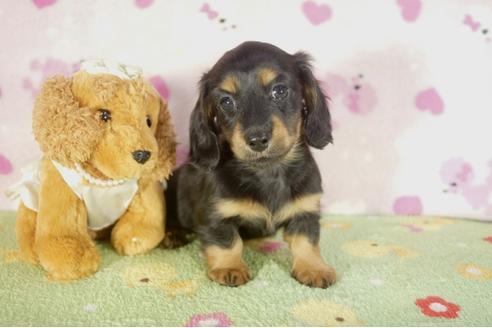 成約済の兵庫県のミニチュアダックスフンド-33582の4枚目