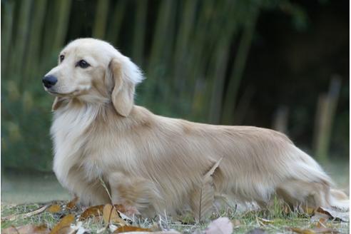 成約済の兵庫県のミニチュアダックスフンド-33582の1枚目