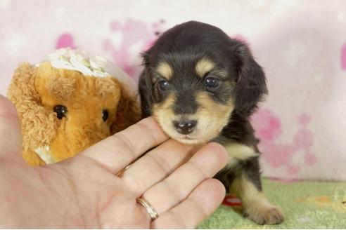 成約済の兵庫県のミニチュアダックスフンド-33583の1枚目