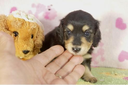 成約済の兵庫県のミニチュアダックスフンド-33583の2枚目
