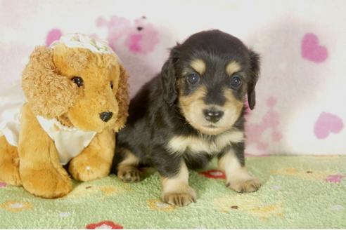 成約済の兵庫県のミニチュアダックスフンド-33583の3枚目