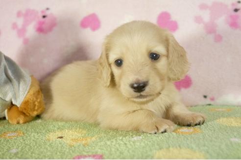 成約済の兵庫県のミニチュアダックスフンド-33585の2枚目