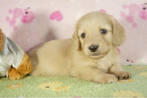 成約済の兵庫県のミニチュアダックスフンド-33585の3枚目