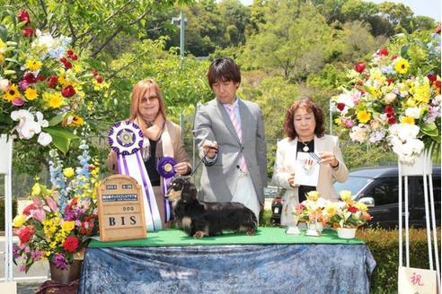 成約済の兵庫県のミニチュアダックスフンド-33585の4枚目