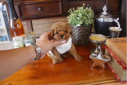 成約済の埼玉県のトイプードル-33588の1枚目