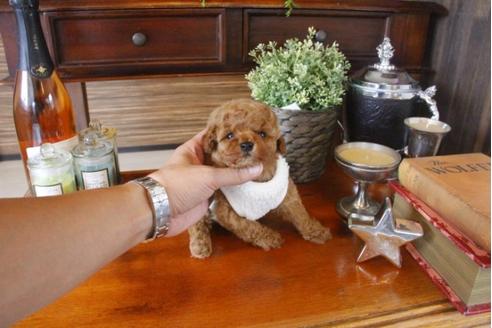 成約済の埼玉県のトイプードル-33588の2枚目