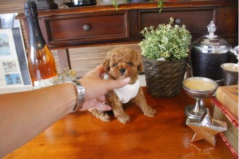 成約済の埼玉県のトイプードル-33588の3枚目