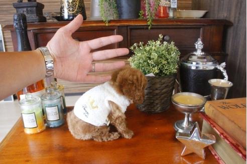 成約済の埼玉県のトイプードル-33588の4枚目