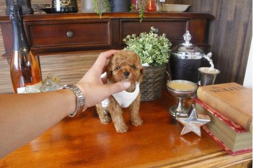 成約済の埼玉県のトイプードル-33588の5枚目