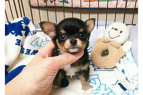 成約済の秋田県のチワワ-33597の1枚目