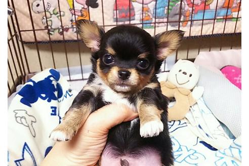 成約済の秋田県のチワワ-33597の2枚目