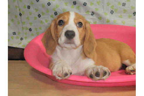 成約済の神奈川県のミックス犬-31063の5枚目