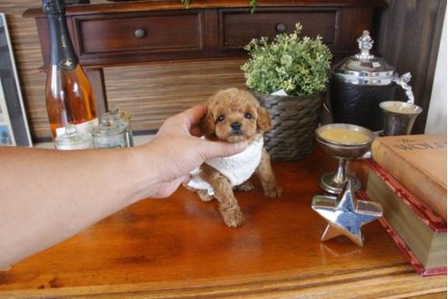 成約済の埼玉県のトイプードル-33624の1枚目