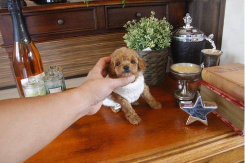 成約済の埼玉県のトイプードル-33624の2枚目