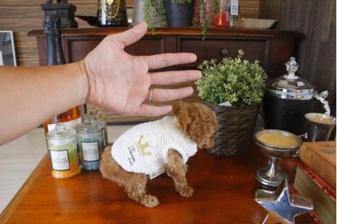 成約済の埼玉県のトイプードル-33624の3枚目