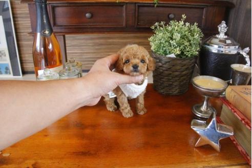 成約済の埼玉県のトイプードル-33624の4枚目