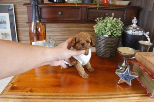 成約済の埼玉県のトイプードル-33625の4枚目